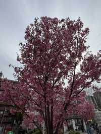 大阪中大江公園的櫻花絕景 🌸