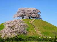 【埼玉県】SNS人気に！古墳の上に咲く桜の木「さきたま古墳」