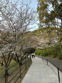 福岡西公園，遇見含羞的櫻花🌸🍒