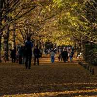 Showa Kinen Park (昭和記念公園)