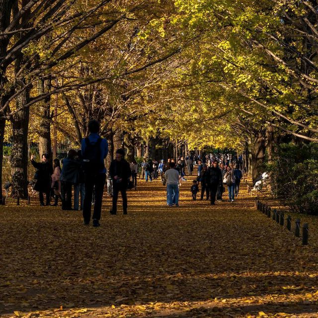Showa Kinen Park (昭和記念公園)