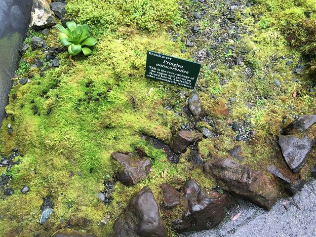 A Rare View of Antartica at the Royal Tasmanian Botanical Garden in Hobart