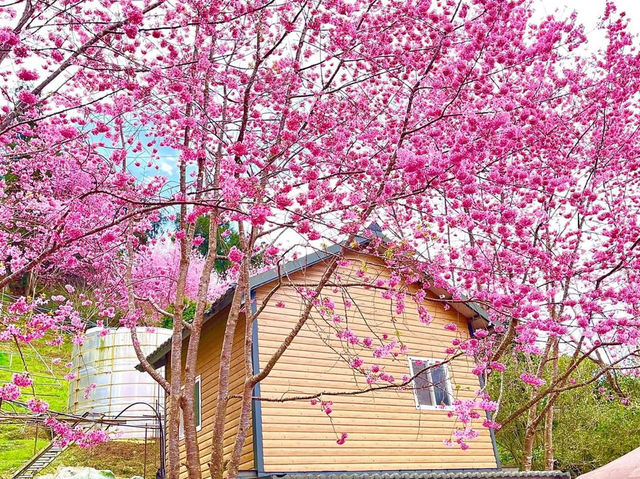 恩愛農場賞櫻美景