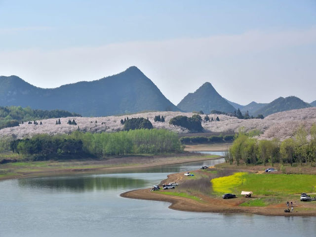 貴安櫻花園賞櫻美景