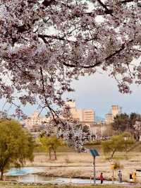 🌸 Gapcheon Neighborhood Park: A Hidden Cherry Blossom Gem! 🌸