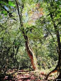 ใบเมเปิ้ลแดง อุทยานแห่งชาติภูหลวง ฟีลญี่ปุ่นนะ