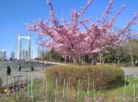 ชมซากุระ @Kiba Park, Tokyo