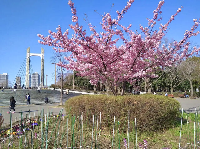 ชมซากุระ @Kiba Park, Tokyo