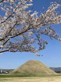 경주 벚꽃 여행 2박 3일 여행 1일차
