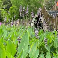 金灣濕地公園～自然的秘境