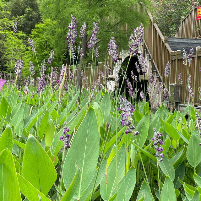 金灣濕地公園～自然的秘境