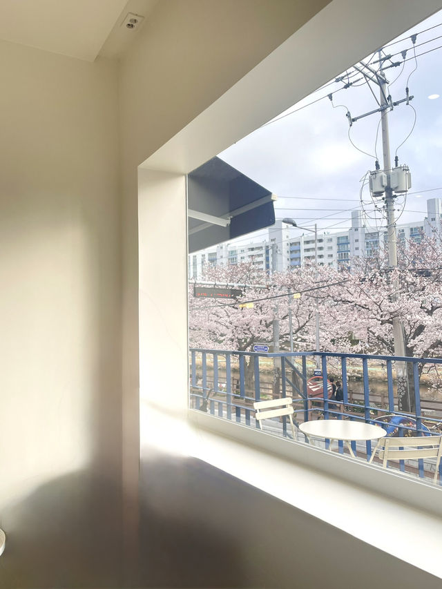 인생사진 득템, 부산의 벚꽃 강변길 여행코스는 여기가 딱이야!🌸🌸