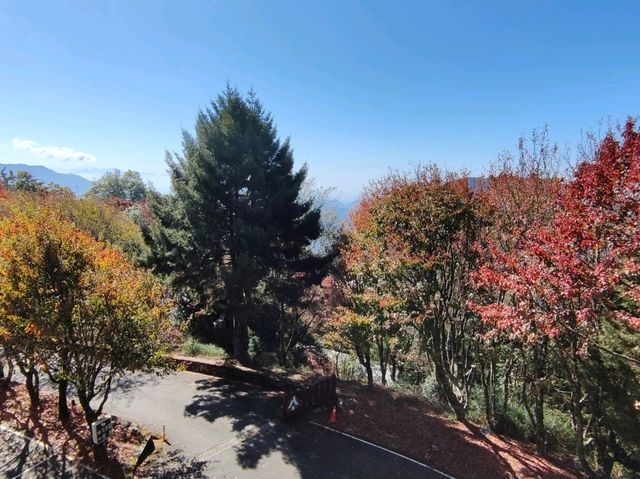 大雪山國家公園賞楓