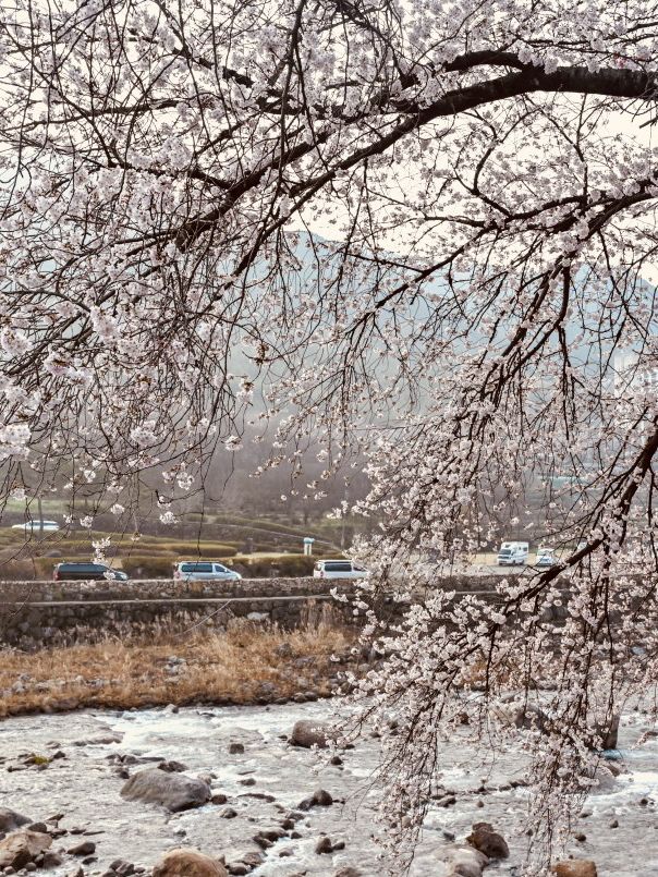A Scenic Cherry Blossom Drive 🚗🌸 