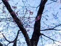 Chasing Sakura at Sumida River Park