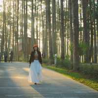 จุดเช็คอินกลางป่าสน | สวนป่าดอยบ่อหลวง