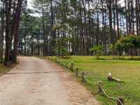 ลานกางเต็นท์กลางป่าสน “สวนป่าดอยบ่อหลวง”