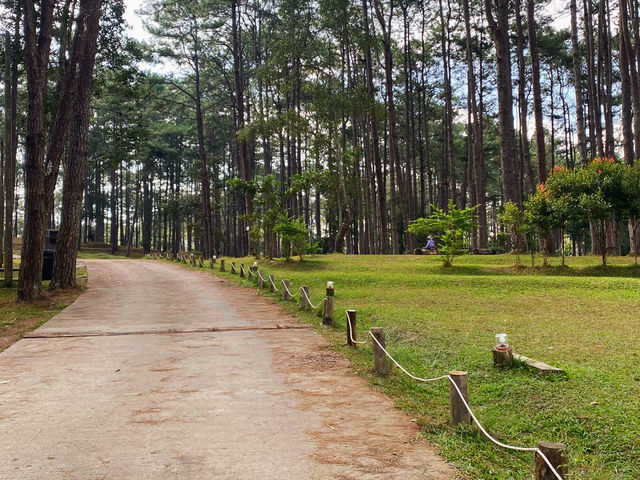 ลานกางเต็นท์กลางป่าสน “สวนป่าดอยบ่อหลวง”