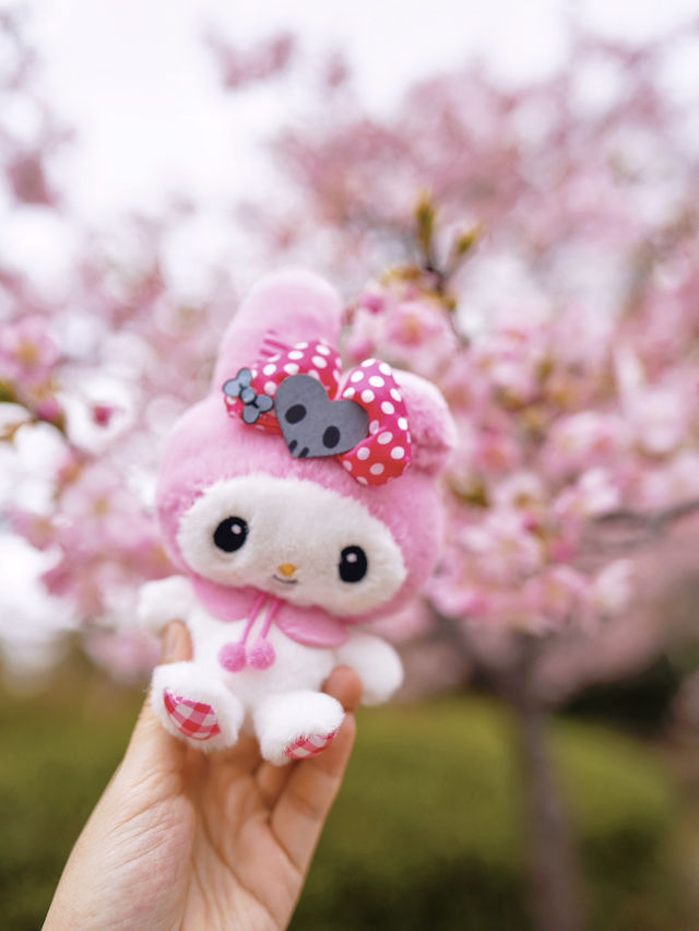 人不多，交通方便的大阪賞櫻公園🌸