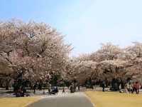 新宿御苑賞櫻去，東京最熱門的賞櫻景點