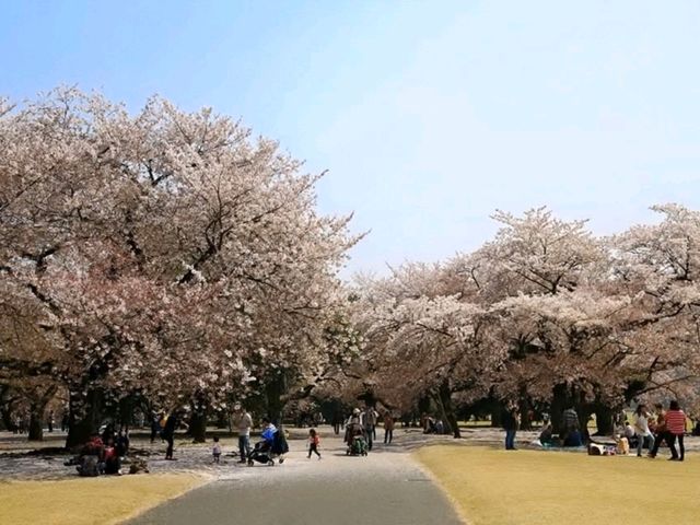 新宿御苑賞櫻去，東京最熱門的賞櫻景點