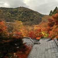 【京都】瑠璃光院で紅葉🍁