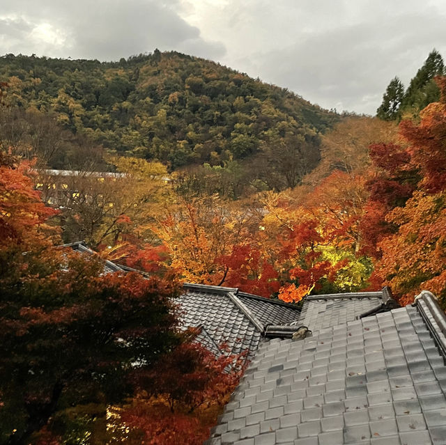 【京都】瑠璃光院で紅葉🍁