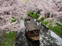 Chasing Sakura at Jikkokubune Canal Cruise