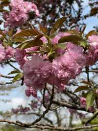 Spring Blossoms at Shinjuku Gyoen🌸