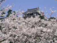 Chasing Sakura at Okazaki Castle