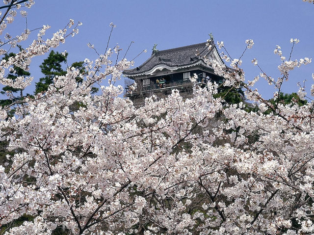 Chasing Sakura at Okazaki Castle