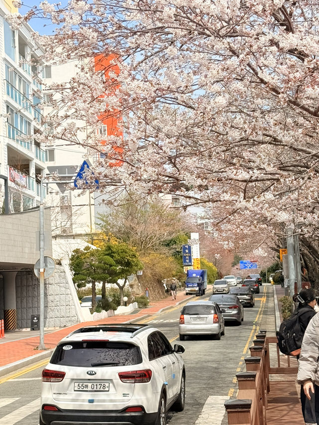 釜山｜迎月路粉色浪漫散步道 臥牛山的浪漫故事