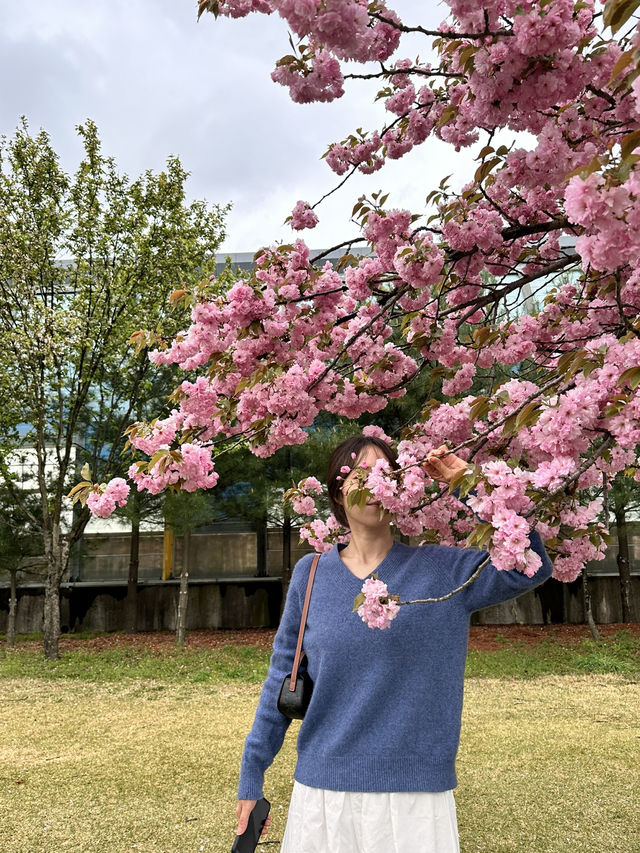 자주빛 겹벚꽃의 성지 미사경정공원🌸