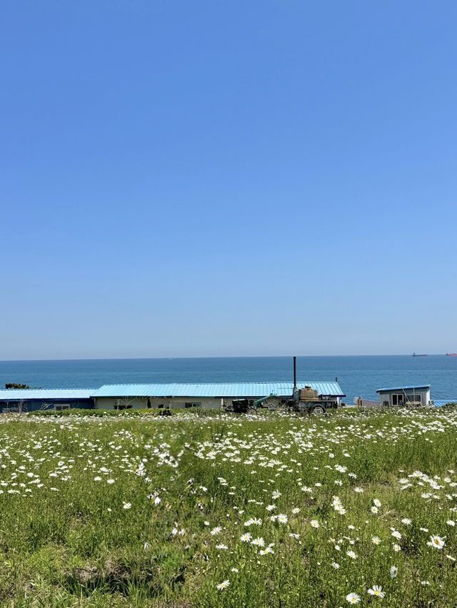 샤스타데이지가 예쁜 울산슬도💛