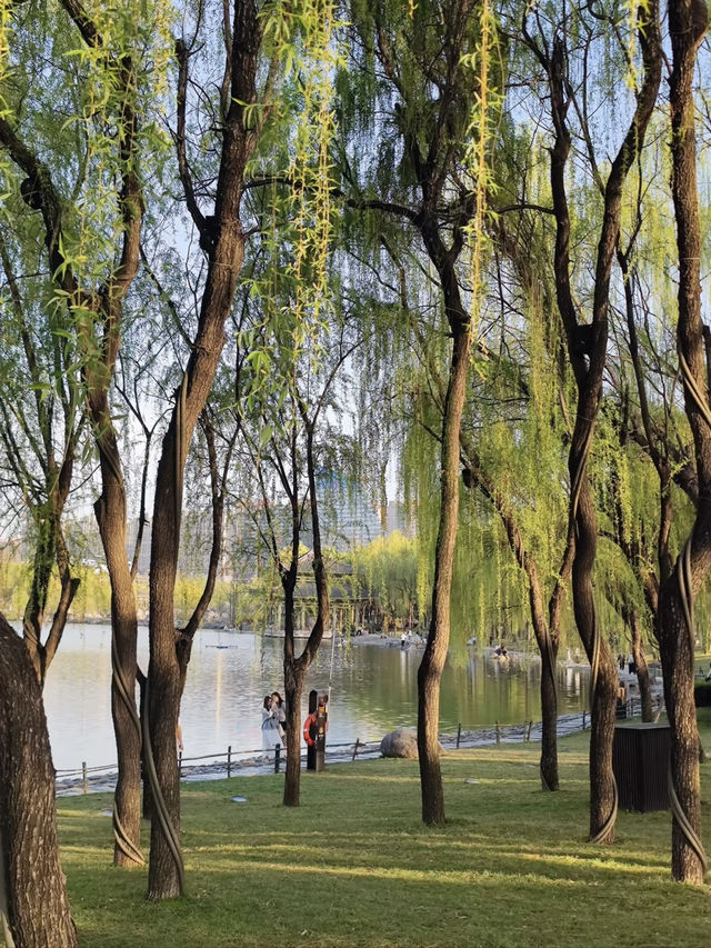 📍 Found the Dreamy Cherry Blossoms in Qujiang! 🌸✨