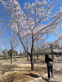 🌸 안양 충훈 벚꽃축제, 봄의 낭만을 만끽하는 완벽 여행지!