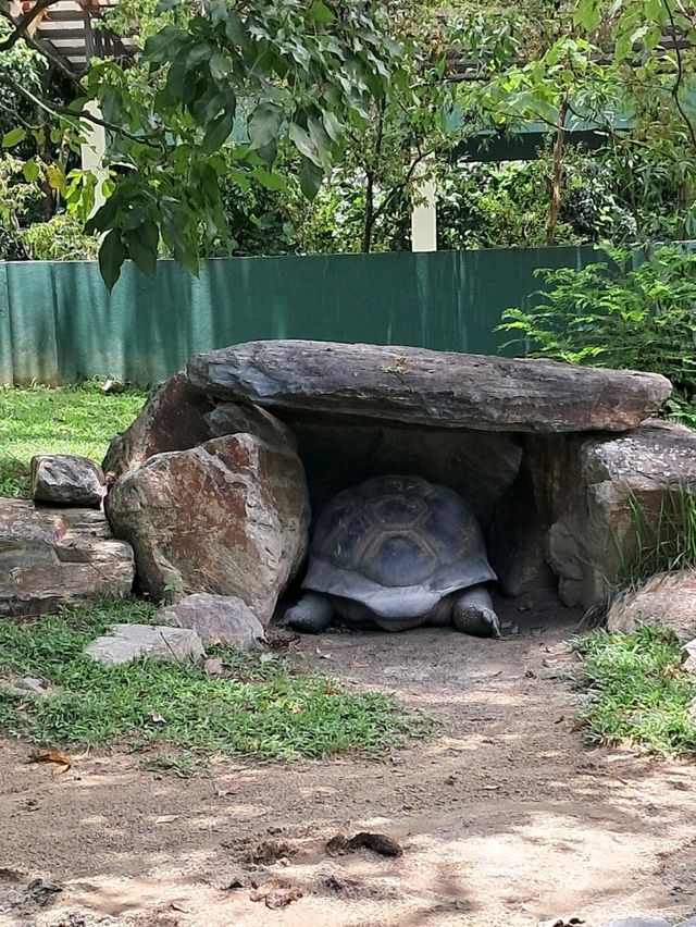 Roars, Paws & Jungle Laws – A Day at Zoo Negara
