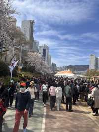 釜山春日絕景：溫泉川櫻花隧道與我相遇的一天