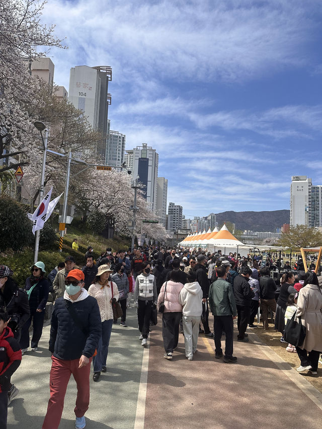 釜山春日絕景：溫泉川櫻花隧道與我相遇的一天