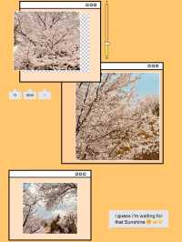 Spring's Pink Embrace: Strolling the Picturesque Ansan Road