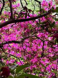 Stunning Azaleas at Keage Water Purification Plant