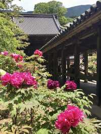 Peony Season at Hase-dera Temple