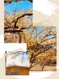 Early Spring Delight: Sansuyu Village's Golden Floral Scenery Warms the Soul 