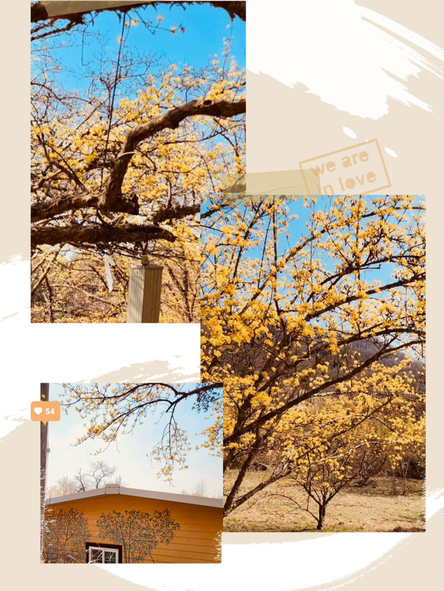 Early Spring Delight: Sansuyu Village's Golden Floral Scenery Warms the Soul 
