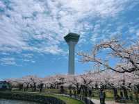 2025函館賞櫻必去景點