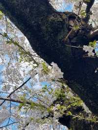 櫻花季2025 Spring 🌸🇯🇵 代々木公園
