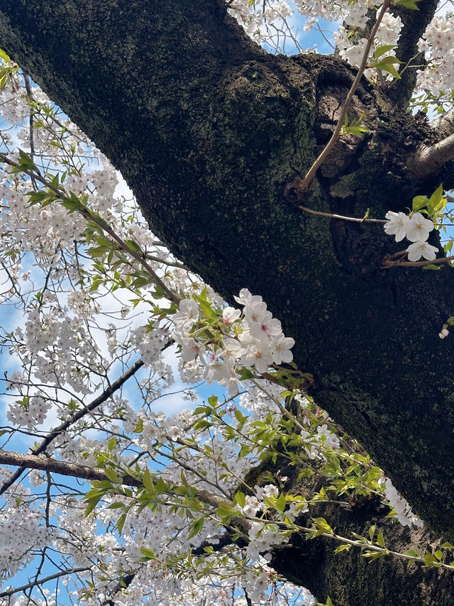 櫻花季2025 Spring 🌸🇯🇵 代々木公園