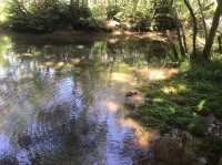 まるでジブリの世界？“ねずこの森”で神秘の森さんぽ体験🌲✨ 