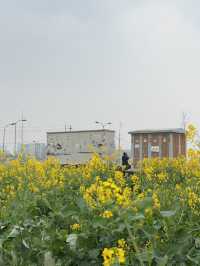 ทุ่งดอก Canola ที่เฉิงตู ในฤดูใบไม้ผลิ
