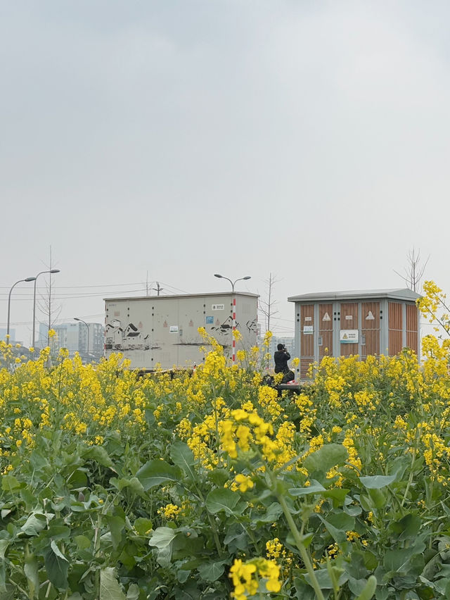 ทุ่งดอก Canola ที่เฉิงตู ในฤดูใบไม้ผลิ